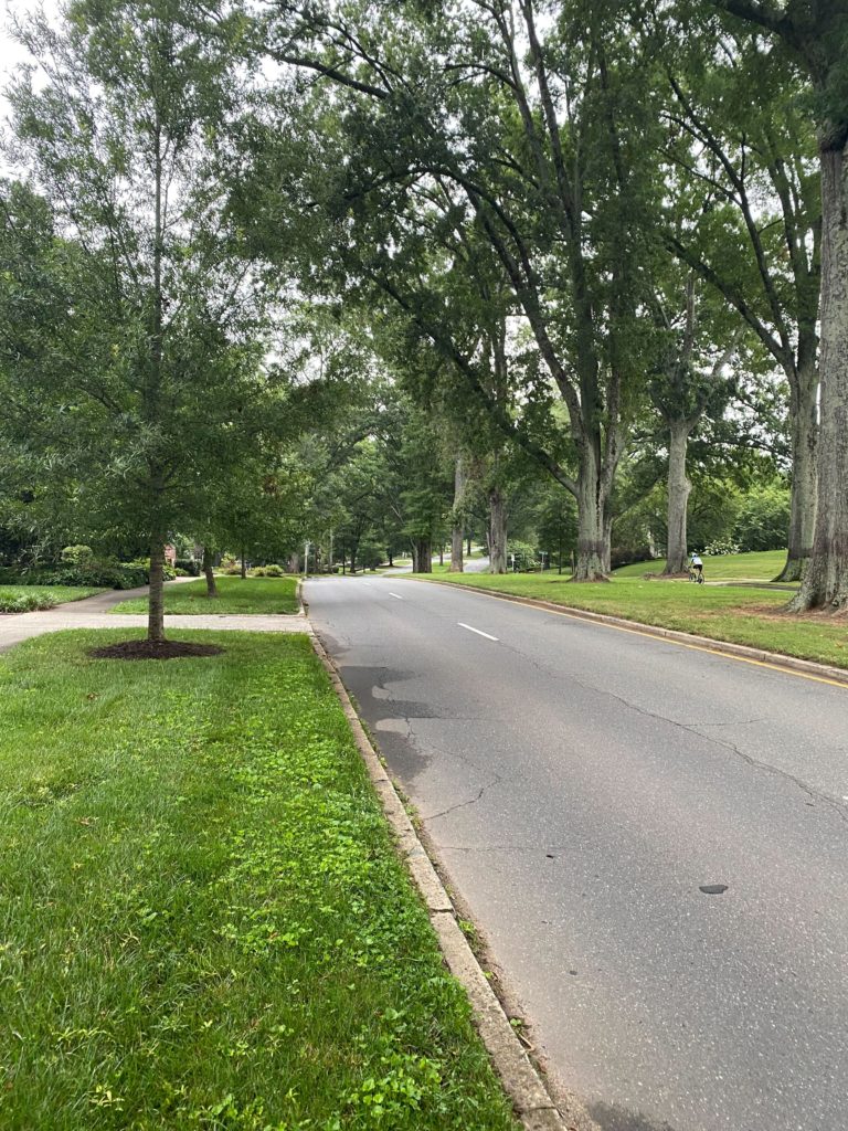 2 lane road with trees lining the sides
