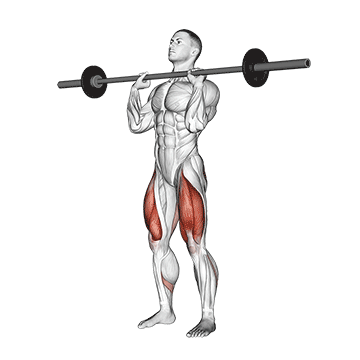 barbell front chest squat