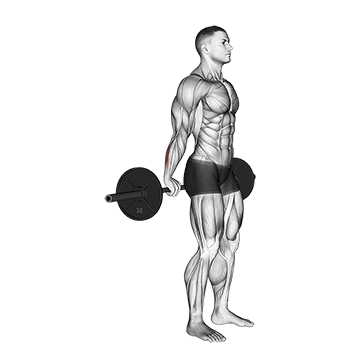 barbell standing back wrist curl