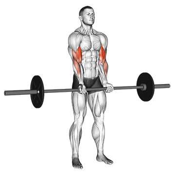 barbell standing close grip curl