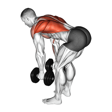 dumbbell bent over row