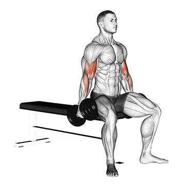 dumbbell seated curl