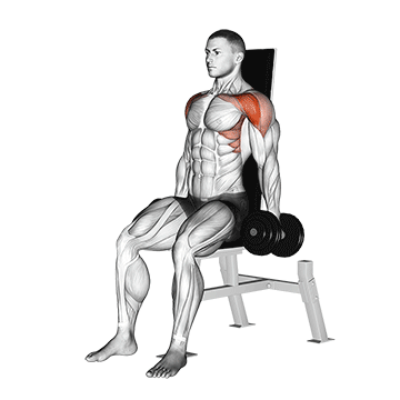 dumbbell seated front raise