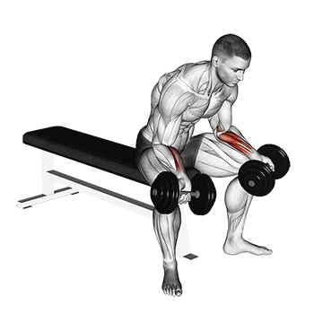 dumbbell seated palms up wrist curl
