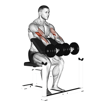 dumbbell seated preacher curl