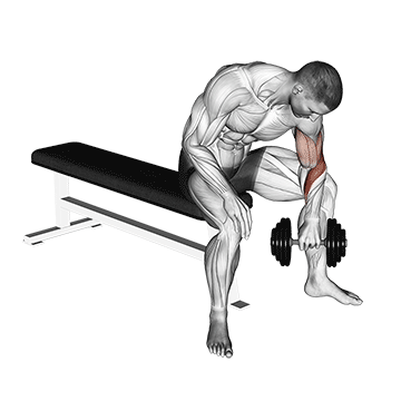 dumbbell seated revers grip concentration curl