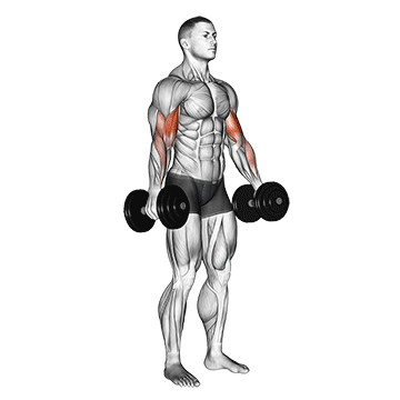 dumbbell standing biceps curl