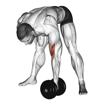 dumbbell standing concentration curl