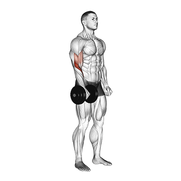 dumbbell standing one arm reverse curl