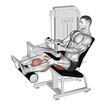 lever seated leg curl