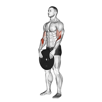 weighted standing curl