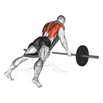 barbell reverse grip incline bench row