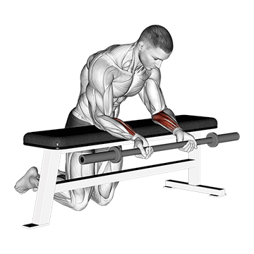 barbell palms up wrist curl over a bench