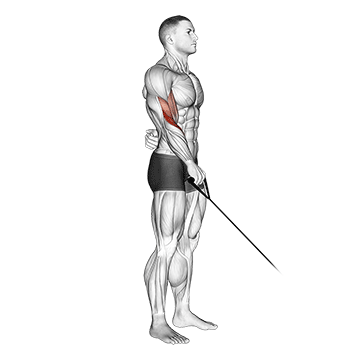 cable reverse one arm curl