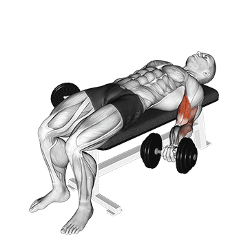 dumbbell lying supine biceps curl