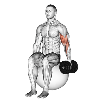 dumbbell one arm seated bicep curl on exercise ball