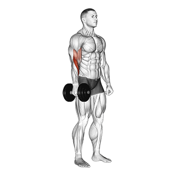 dumbbell one arm standing hammer curl