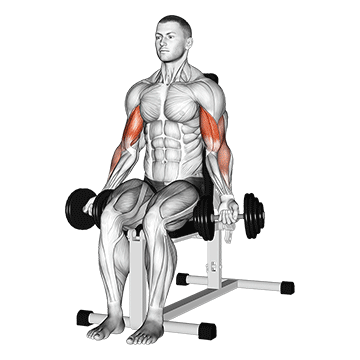 dumbbell seated bicep curl