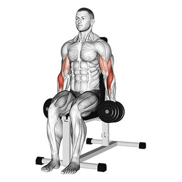 dumbbell seated hammer curl