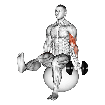 dumbbell seated one arm bicep curl on exercise ball with leg raised