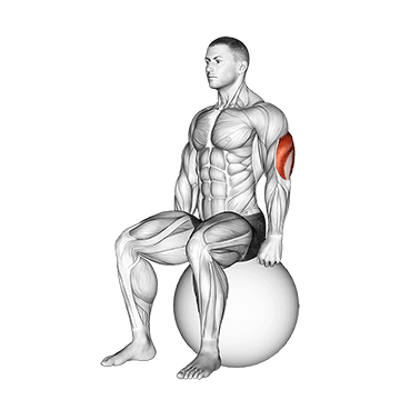exercise ball seated triceps stretch