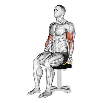 resistance band seated biceps curl